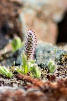 KS Bird+Dumpling Mtn-72 Arctic Willow.jpg