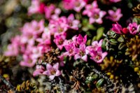 KS Bird+Dumpling Mtn-91 Alpine Azalea.jpg