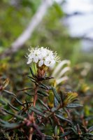 Dumpling 2-14 Labrador Tea.jpg