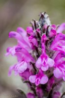 Dumpling 2-15 Wooly Lousewort.jpg