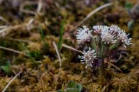 Dumpling 2-21 Frigid Coldfoot.jpg Dumpling 2-21 Frigid Coldfoot.jpg