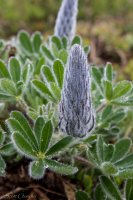 Dumpling 2-22 Lupine.jpg