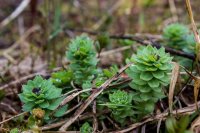 Dumpling 2-24 Roseroot-King\'s Crown.jpg Dumpling 2-24 Roseroot-King\'s Crown.jpg