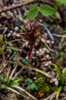 Dumpling 2-26 Fireweed.jpg