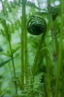 Dumpling 2-30 Fiddlehead.jpg Dumpling 2-30 Fiddlehead.jpg