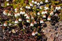 Memorial VTTS-185 Moss Heather.jpg