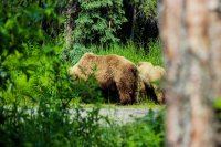 6.16-17 Animals-8.jpg