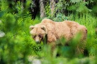 6.16-17 Animals-10.jpg