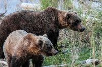 9.16 Work Bears-72.jpg