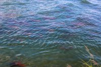 8.3 Margot Cr-14.jpg