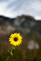 08302012_BCCAguaworldHikeSunflower.jpg