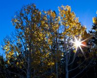 Aspen Sunburst.jpg