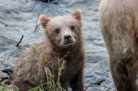 7.27 Bears-82.jpg 7.27 Bears-82.jpg