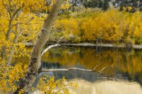 10.12.16 Convict Lake Tree Framing.jpg
