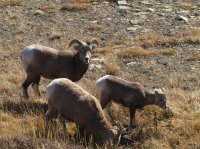 PecosWilderness 10.24-26 169.jpg PecosWilderness 10.24-26 169.jpg