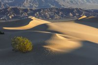 11.18.16 Mesquite Dunes Early Sunrise.jpg