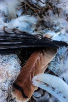 Bull Pasture-Estes-47.jpg