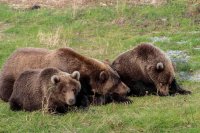 9.16 Work Bears-69.jpg