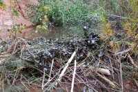 IMG_7633.JPG IMG_7633.JPG