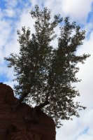 IMG_7639_crop.jpg IMG_7639_crop.jpg