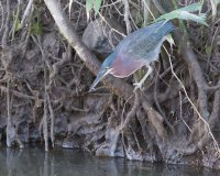 _73A8325.jpg _73A8325.jpg