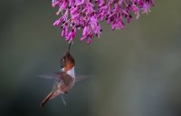 _73A9390.jpg _73A9390.jpg