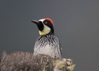 _73A9393.jpg _73A9393.jpg