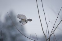 blackCappedChickadee.jpg
