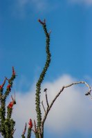 El Pinacate-40.jpg