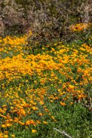 Grass Canyon-111.jpg