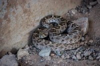 Rattlesnake-11.jpg