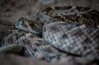 Rattlesnake-21.jpg