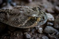 Rattlesnake-24.jpg