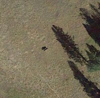 GE_bison&shadow.jpg GE_bison&shadow.jpg