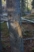 Bear_scraped_lodgepole2.jpg