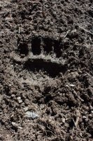 Bear_track_trail.jpg