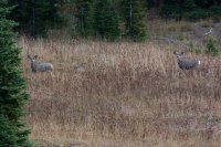 Fawn_Pass_Mule_deer_bucks.jpg