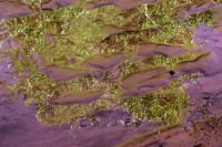 Coyote Gulch 17-131.jpg