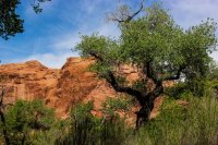 Coyote Gulch 17-140.jpg