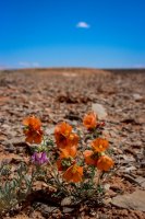 Coyote Gulch 17-10.jpg