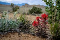 Coyote Gulch 17-33.jpg