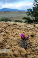 Coyote Gulch 17-34.jpg