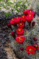 Coyote Gulch 17-36.jpg