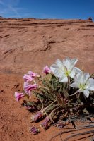 Coyote Gulch 17-69.jpg
