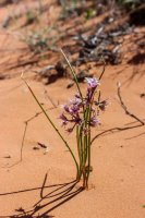 Coyote Gulch 17-75.jpg