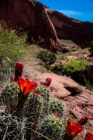 Coyote Gulch 17-101.jpg