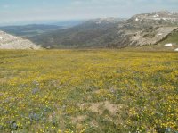 Absaroka Flowers & Northern Tetons July 2014.jpg