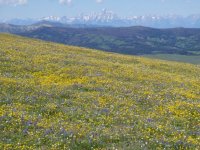 Absaroka View of Tetons With Flowers.jpg