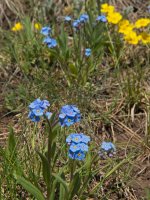 Gunnery-Grass Pass015.jpg