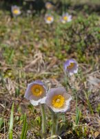 Gunnery-Grass Pass012.jpg